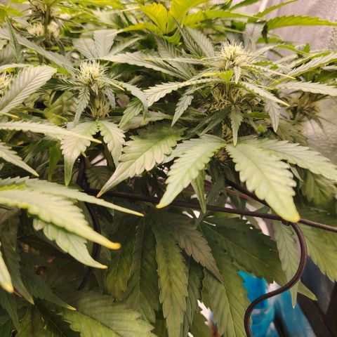 Auto Moon Rock Divine Seeds growlog timeline photo