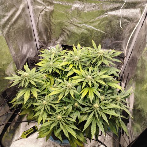 Auto Moon Rock Divine Seeds growlog timeline photo