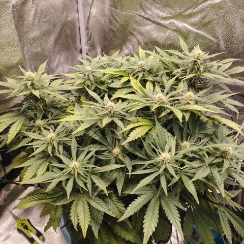 Auto Moon Rock Divine Seeds growlog timeline photo