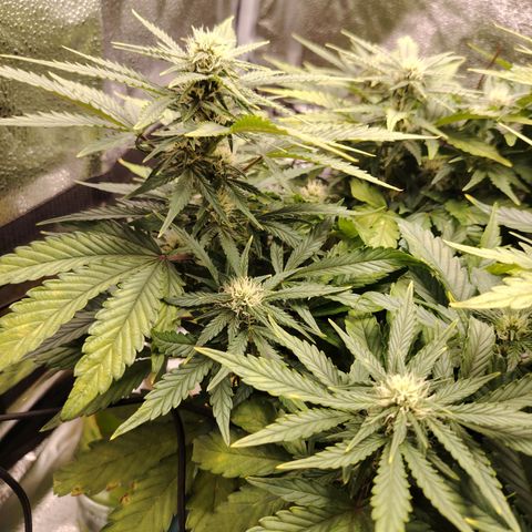 Auto Moon Rock Divine Seeds growlog timeline photo