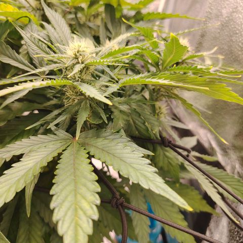 Auto Moon Rock Divine Seeds growlog timeline photo