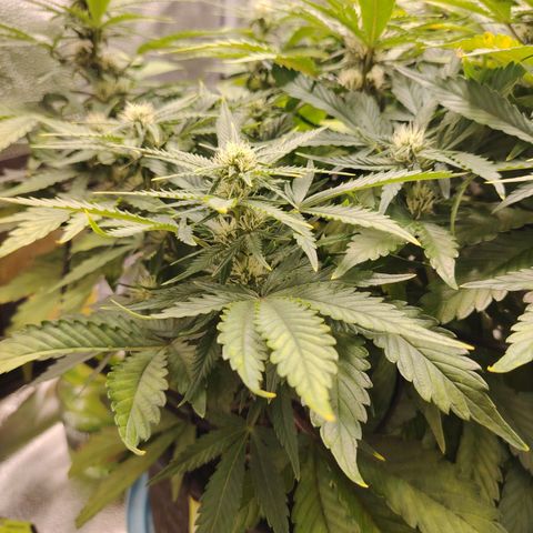 Auto Moon Rock Divine Seeds growlog timeline photo