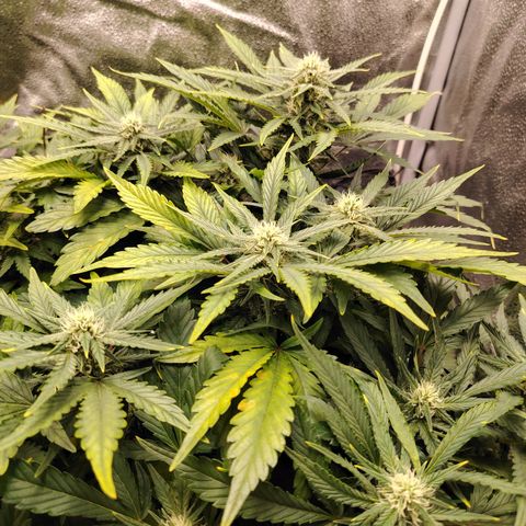Auto Moon Rock Divine Seeds growlog timeline photo