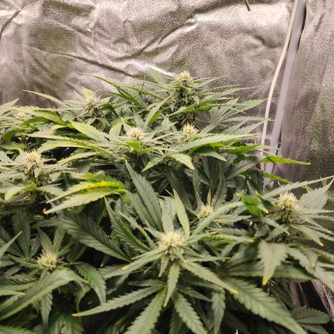 Auto Moon Rock Divine Seeds growlog timeline photo