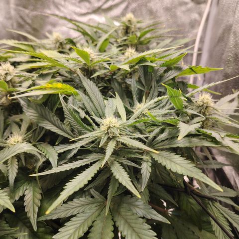 Auto Moon Rock Divine Seeds growlog timeline photo