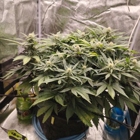 Auto Moon Rock Divine Seeds growlog timeline photo