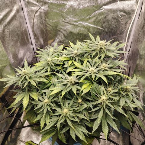 Auto Moon Rock Divine Seeds growlog timeline photo