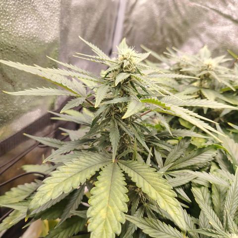 Auto Moon Rock Divine Seeds growlog timeline photo