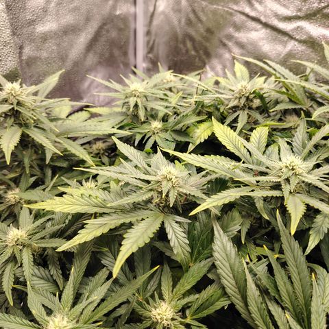 Auto Moon Rock Divine Seeds growlog timeline photo
