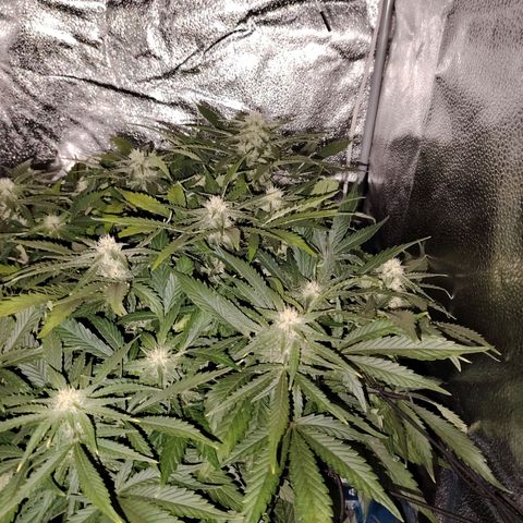 Auto Moon Rock Divine Seeds growlog timeline photo