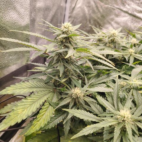 Auto Moon Rock Divine Seeds growlog timeline photo