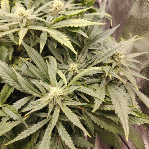 Auto Moon Rock Divine Seeds growlog timeline photo