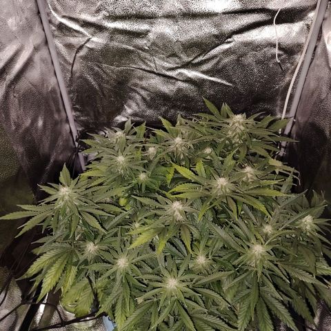 Auto Moon Rock Divine Seeds growlog timeline photo