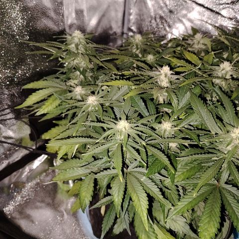 Auto Moon Rock Divine Seeds growlog timeline photo