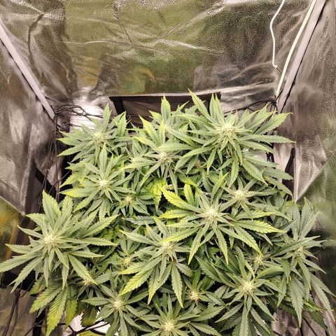 Auto Moon Rock Divine Seeds growlog timeline photo