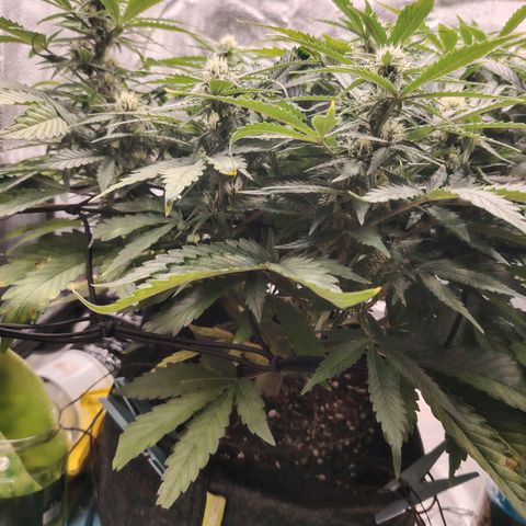 Auto Moon Rock Divine Seeds growlog timeline photo