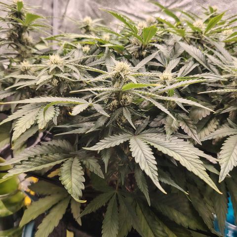 Auto Moon Rock Divine Seeds growlog timeline photo