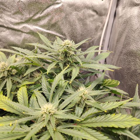 Auto Moon Rock Divine Seeds growlog timeline photo