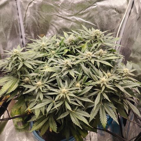 Auto Moon Rock Divine Seeds growlog timeline photo