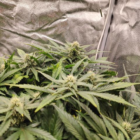 Auto Moon Rock Divine Seeds growlog timeline photo