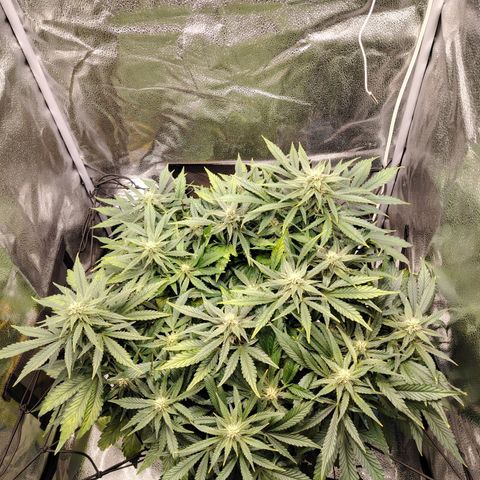 Auto Moon Rock Divine Seeds growlog timeline photo