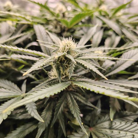 Auto Moon Rock Divine Seeds growlog timeline photo
