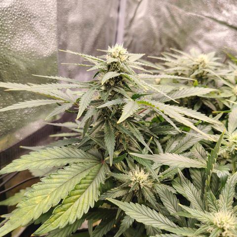Auto Moon Rock Divine Seeds growlog timeline photo