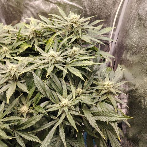Auto Moon Rock Divine Seeds growlog timeline photo