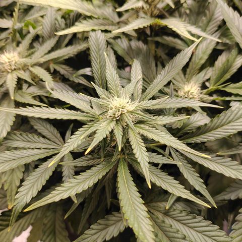 Auto Moon Rock Divine Seeds growlog timeline photo