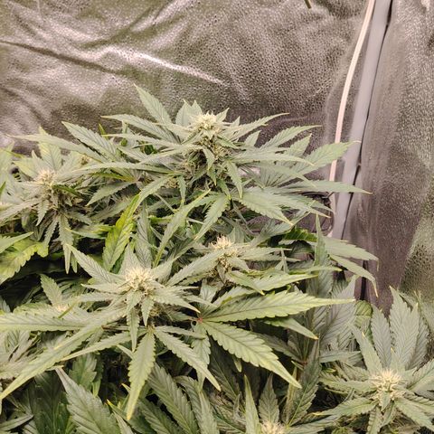 Auto Moon Rock Divine Seeds growlog timeline photo