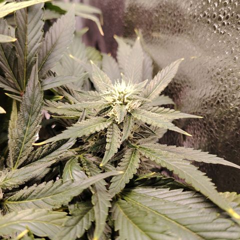 Auto Moon Rock Divine Seeds growlog timeline photo