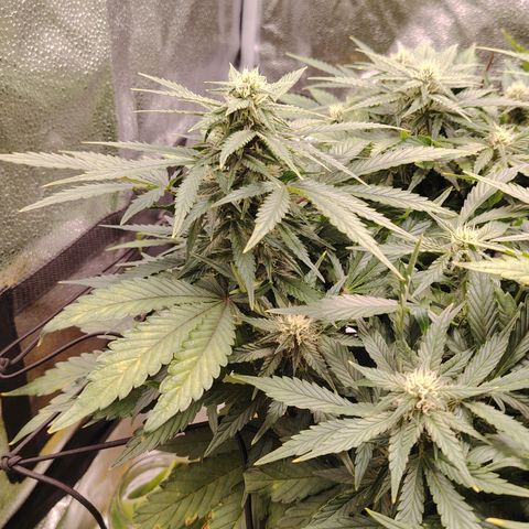 Auto Moon Rock Divine Seeds growlog timeline photo