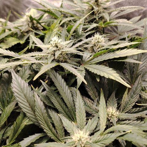 Auto Moon Rock Divine Seeds growlog timeline photo