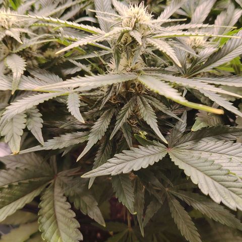 Auto Moon Rock Divine Seeds growlog timeline photo