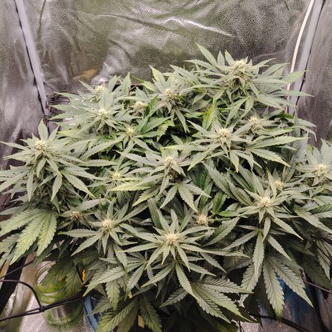 Auto Moon Rock Divine Seeds growlog timeline photo