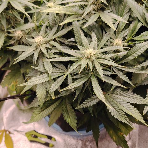Auto Moon Rock Divine Seeds growlog timeline photo