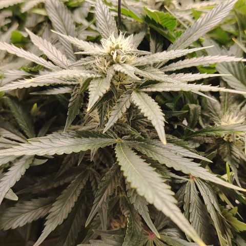 Auto Moon Rock Divine Seeds growlog timeline photo