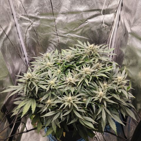Auto Moon Rock Divine Seeds growlog timeline photo