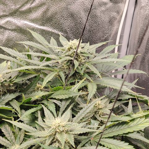 Auto Moon Rock Divine Seeds growlog timeline photo