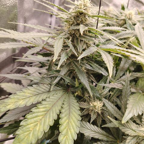 Auto Moon Rock Divine Seeds growlog timeline photo
