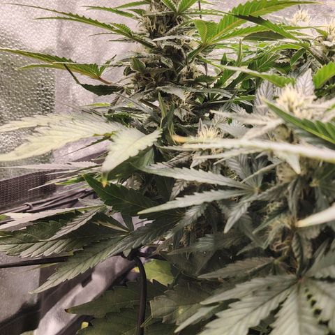 Auto Moon Rock Divine Seeds growlog timeline photo