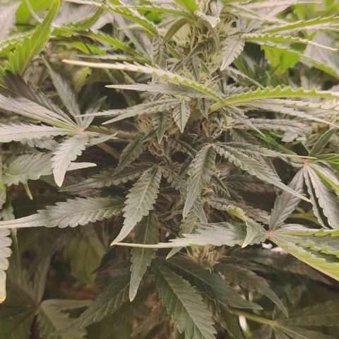 Auto Moon Rock Divine Seeds growlog timeline photo
