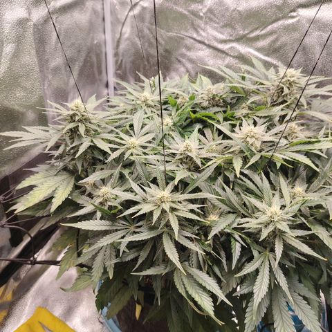 Auto Moon Rock Divine Seeds growlog timeline photo
