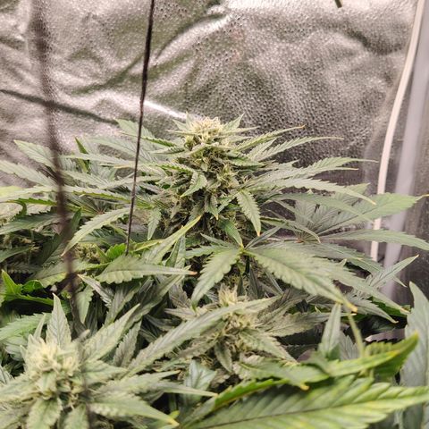 Auto Moon Rock Divine Seeds growlog timeline photo