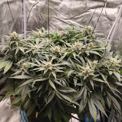 Auto Moon Rock Divine Seeds growlog timeline photo