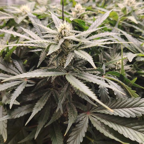 Auto Moon Rock Divine Seeds growlog timeline photo