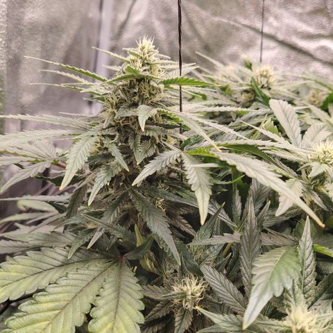 Auto Moon Rock Divine Seeds growlog timeline photo