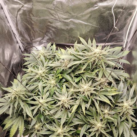 Auto Moon Rock Divine Seeds growlog timeline photo