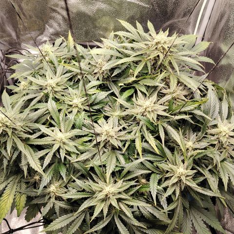 Auto Moon Rock Divine Seeds growlog timeline photo