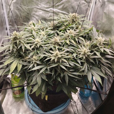 Auto Moon Rock Divine Seeds growlog timeline photo